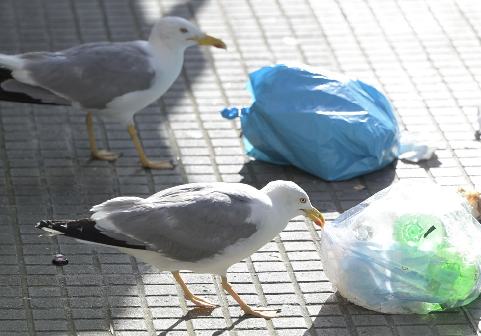 GAVIOTAS