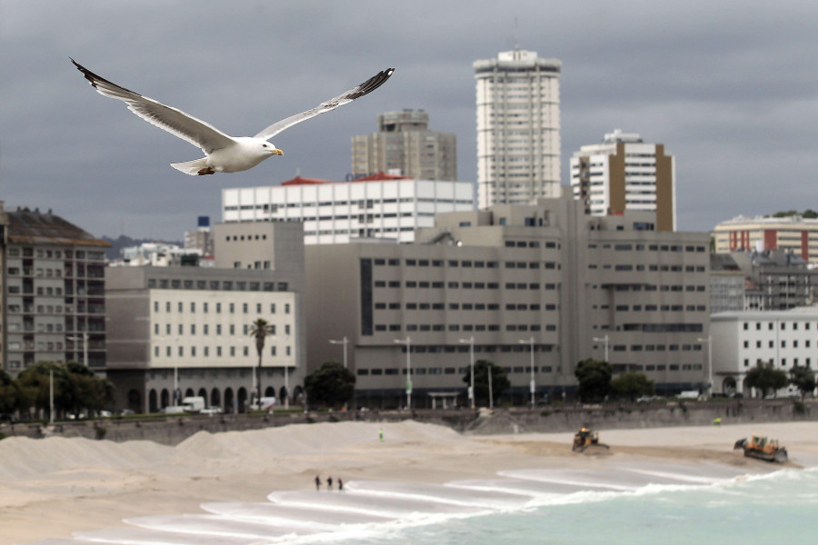 La población de gaviotas de A Coruña se desploma un 30% en tan solo un año