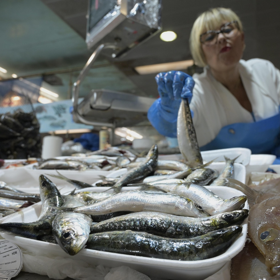 Vuelve el reinado de la sardina a los mercados de A Coruña: “Ya calentamos motores”