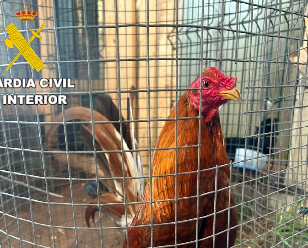 Peleas de gallos en Coristanco (1)
