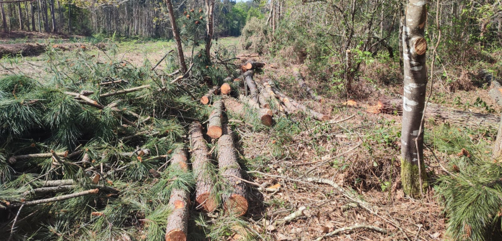 Tres investigados en Oleiros por robar madera