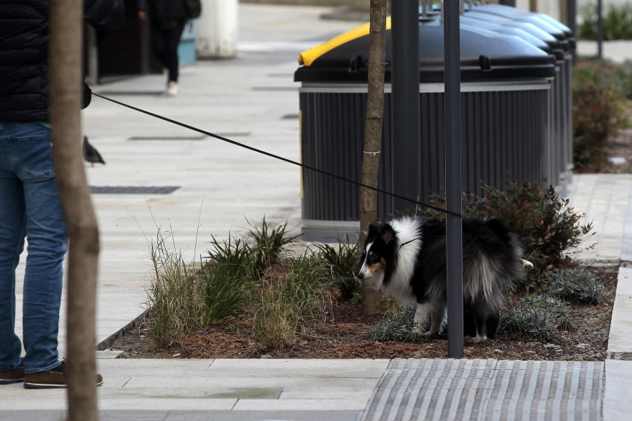 La alcaldesa de A Coruña promete "sancionar sin piedad" a los que no recojan las heces de sus perros