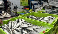 Las sardinas a diez días de San Juan en A Coruña: mucha pero cara