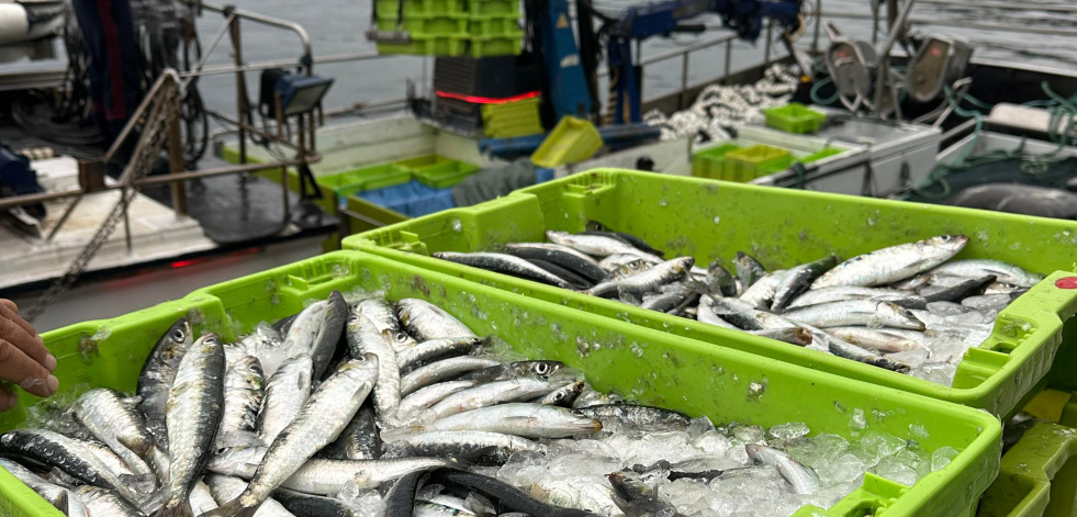 Las sardinas a diez días de San Juan en A Coruña: mucha pero cara