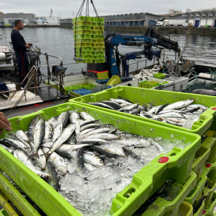 Las sardinas a diez días de San Juan en A Coruña: mucha pero cara