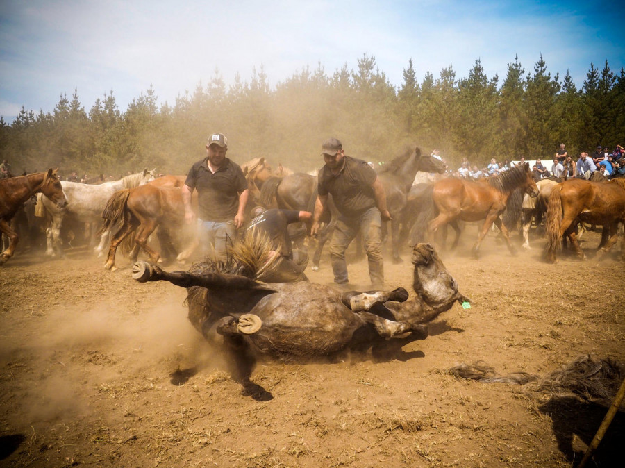 Los caballos salvajes no pudieron arrastrarme