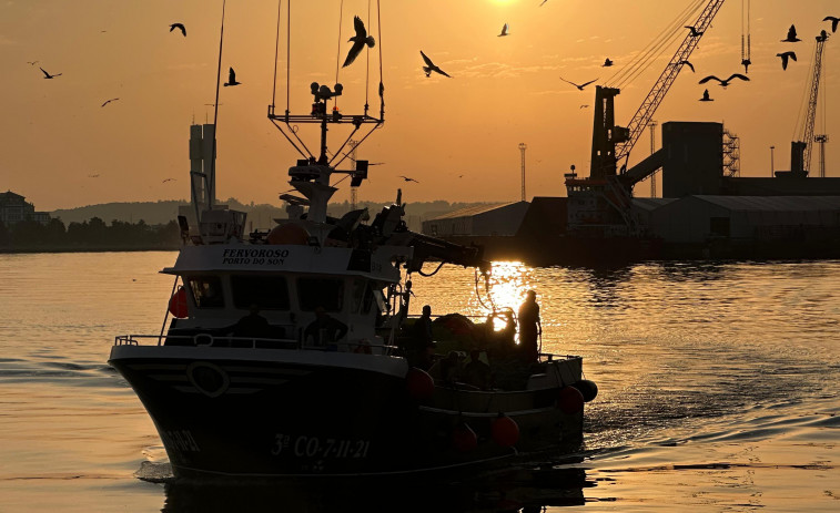 La sardina de A Coruña sigue su escalada de precios camino de San Juan