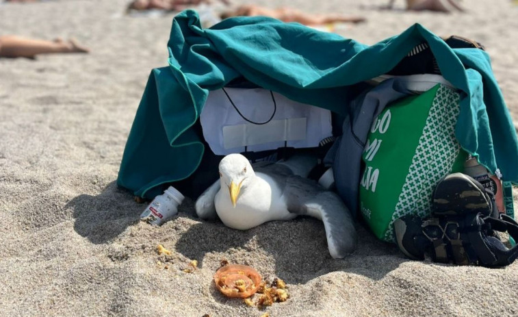 Una gaviota acampa en Riazor