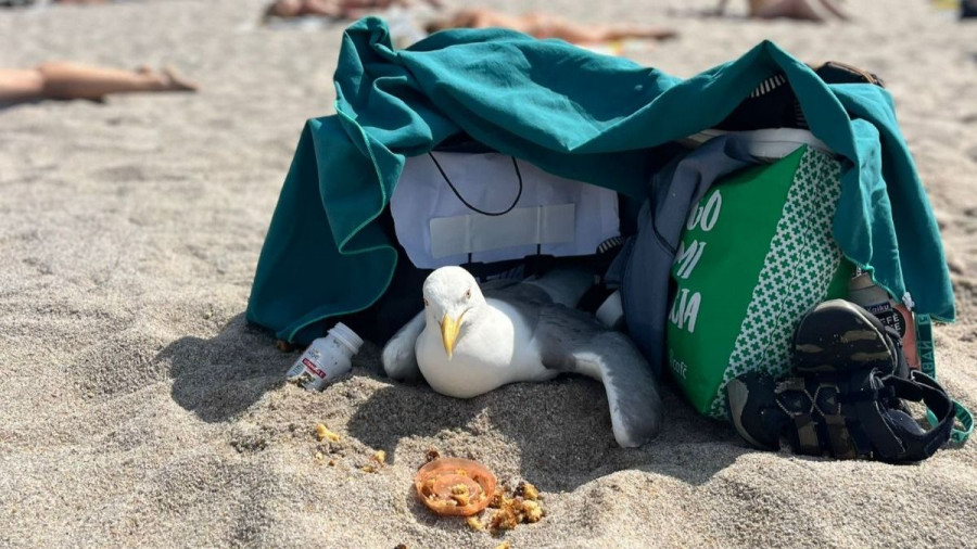 Una gaviota acampa en Riazor