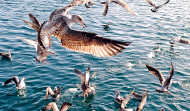 Hace 25 años | Los coruñeses son partidarios de que se controle el número de gaviotas