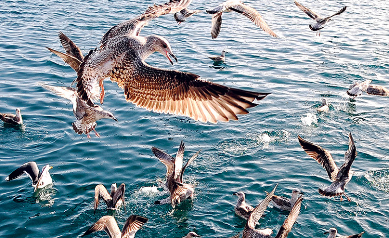 Hace 25 años | Los coruñeses son partidarios de que se controle el número de gaviotas