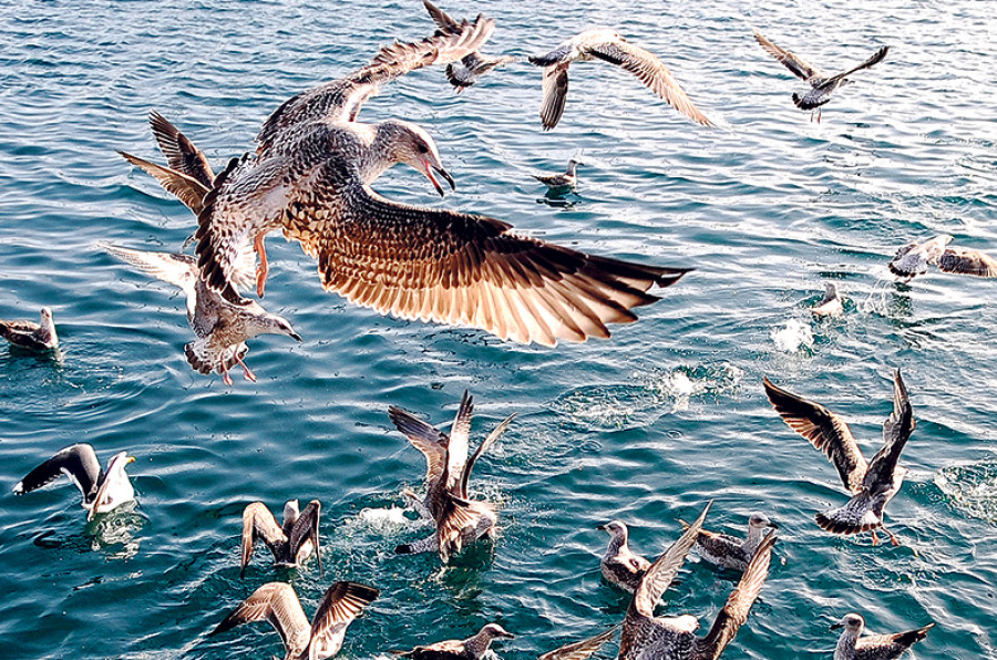 Hace 25 años | Los coruñeses son partidarios de que se controle el número de gaviotas