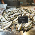 Sardinas (2)