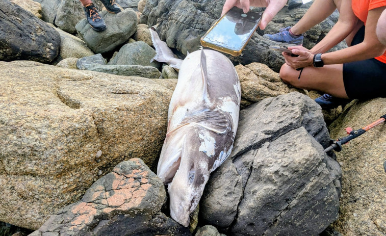 Unos espeleólogos hallan un tiburón a los pies de la Torre de Hércules