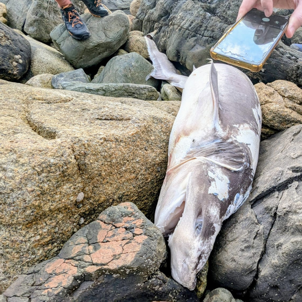 Unos espeleólogos hallan un tiburón a los pies de la Torre de Hércules