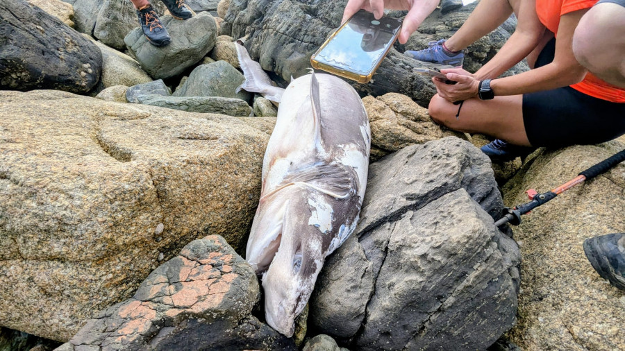 Unos espeleólogos hallan un tiburón a los pies de la Torre de Hércules
