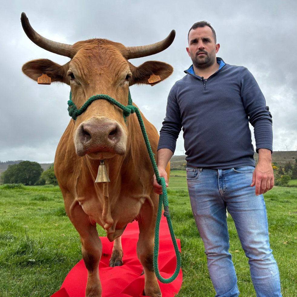 Redonda, la vaca coruñesa que opta al premio Miss Vaca 2025