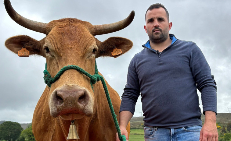 Redonda, la vaca coruñesa que opta al premio Miss Vaca 2025