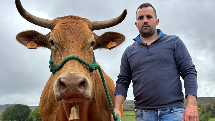 Redonda, la vaca coruñesa que opta al premio Miss Vaca 2025