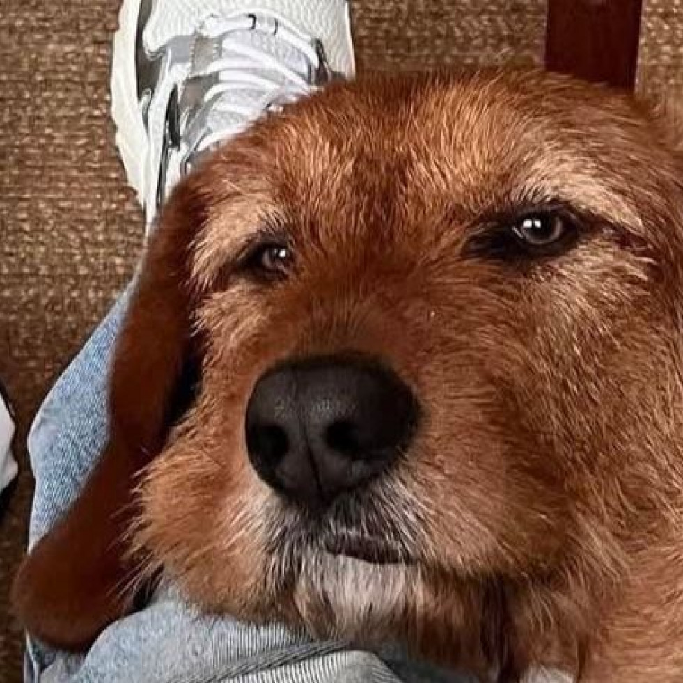 Buscan a Pachu, el perro que se escapó en Riazor