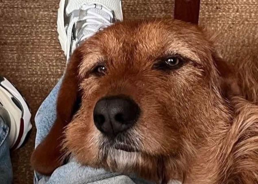 Buscan a Pachu, el perro que se escapó en Riazor
