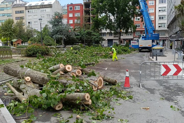 árboles