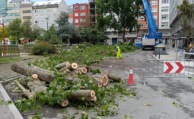 Comienza la tala de árboles en la plaza de la Tolerancia, en A Coruña