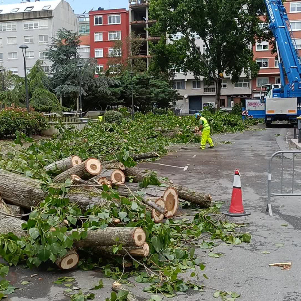 Comienza la tala de árboles en la plaza de la Tolerancia, en A Coruña