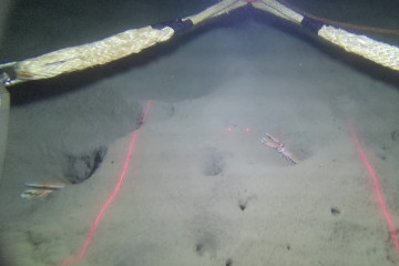Cigalas en las madrigueras durante la campaña ISUNEP en 2024 @ Oceanográfico