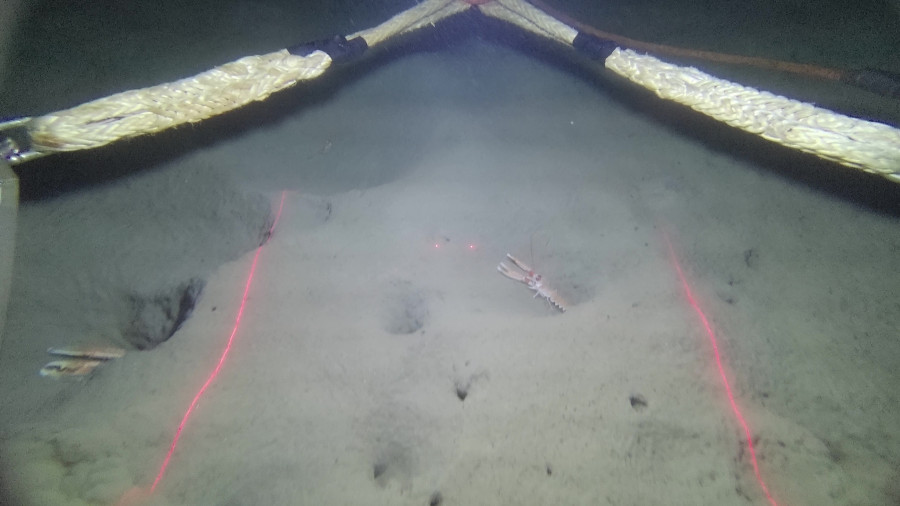 El Oceanográfico de A Coruña investiga cuánta cigala hay en la costa de Galicia