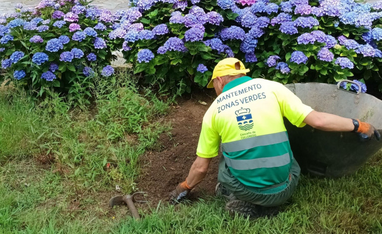 El nuevo servicio de mantenimiento de zonas verdes completa su primera semana en Culleredo