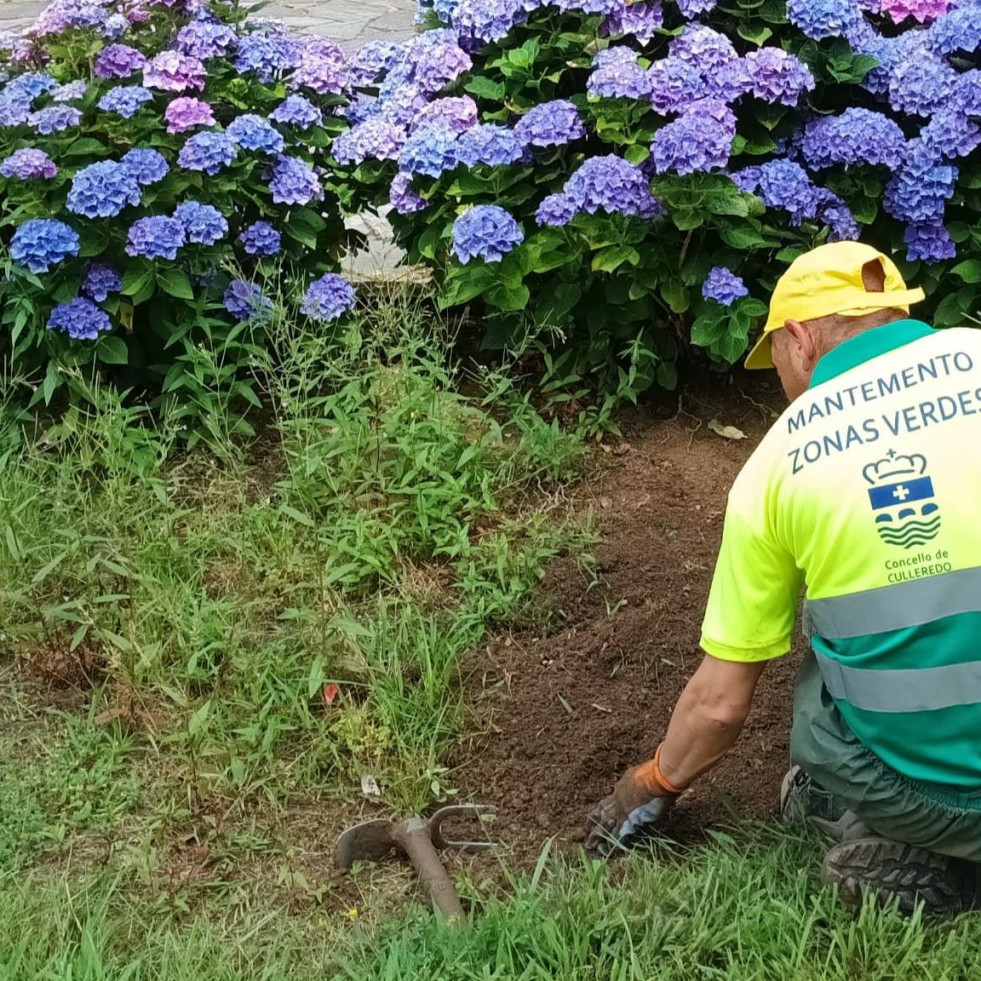El nuevo servicio de mantenimiento de zonas verdes completa su primera semana en Culleredo