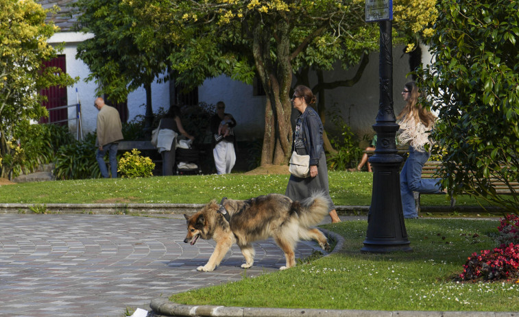 Durante el año pasado crecieron las actuaciones del 092 por  perros sueltos y por mordiscos