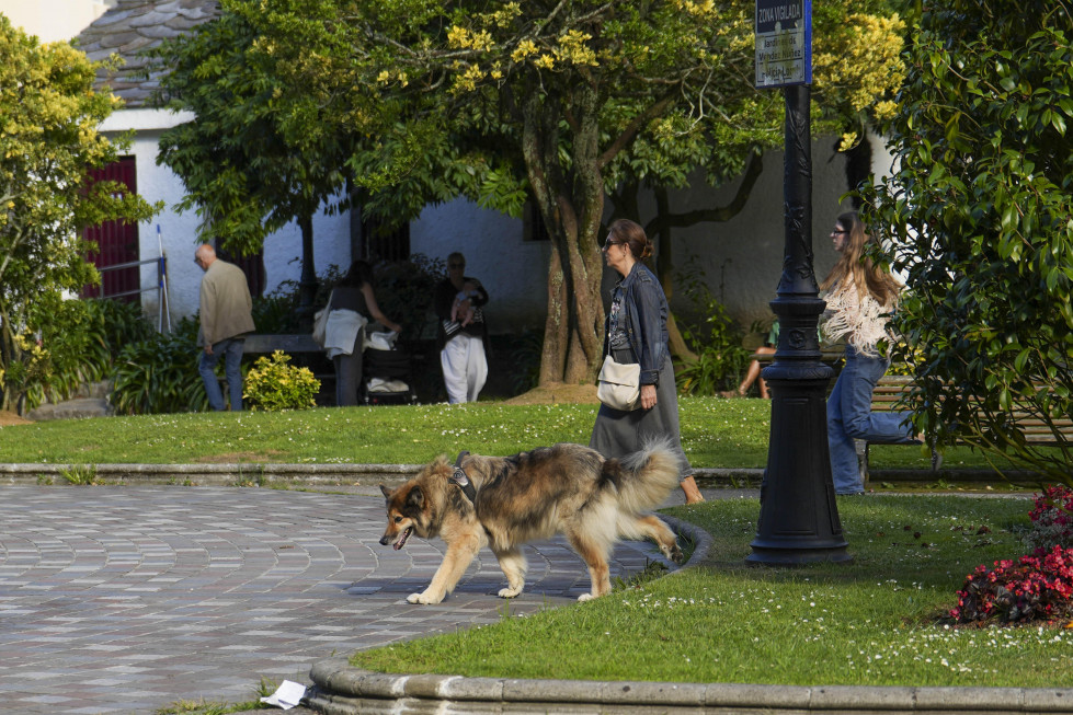 Perro suelto en Méndez Núñez  carlota blanco