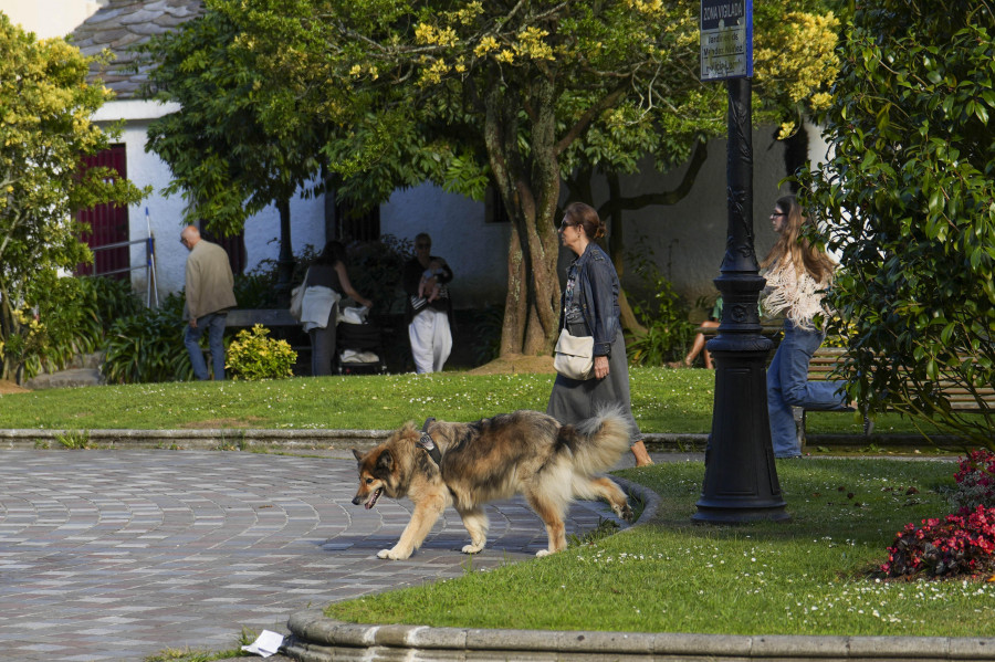 Durante el año pasado crecieron las actuaciones del 092 por  perros sueltos y por mordiscos