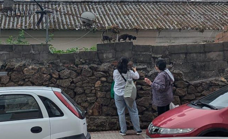 La Policía Local detectó una docena de  comederos ilegales de gatos durante 2024