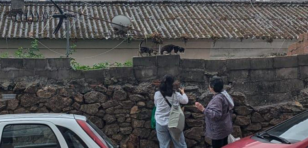 La Policía Local detectó una docena de  comederos ilegales de gatos durante 2024