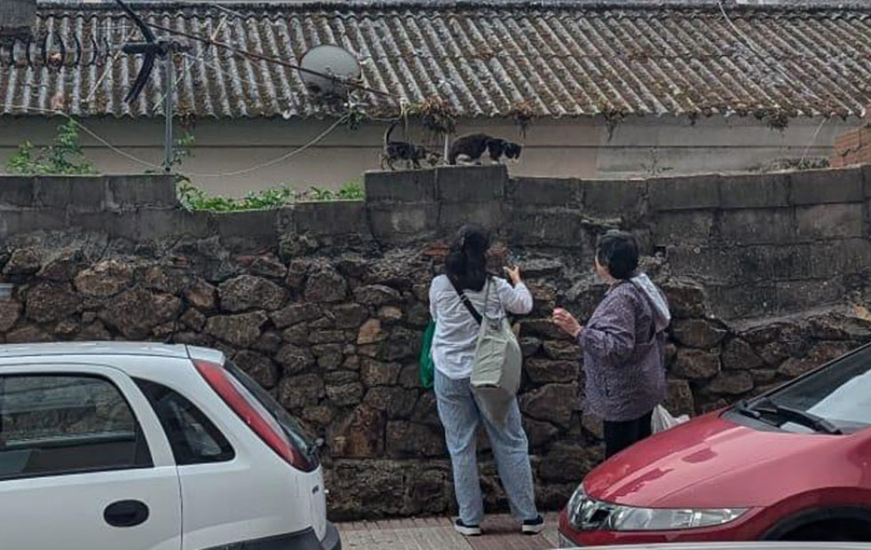 La Policía Local detectó una docena de  comederos ilegales de gatos durante 2024