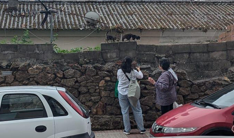 Gatos en Sofía Casanova