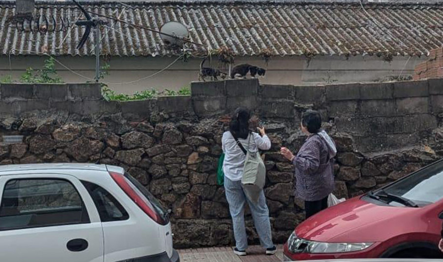 La Policía Local detectó una docena de  comederos ilegales de gatos durante 2024