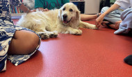 Los perros de terapia llegan a la Asociación de Bulimia y Anorexia de A Coruña gracias a la Fundación María José Jove
