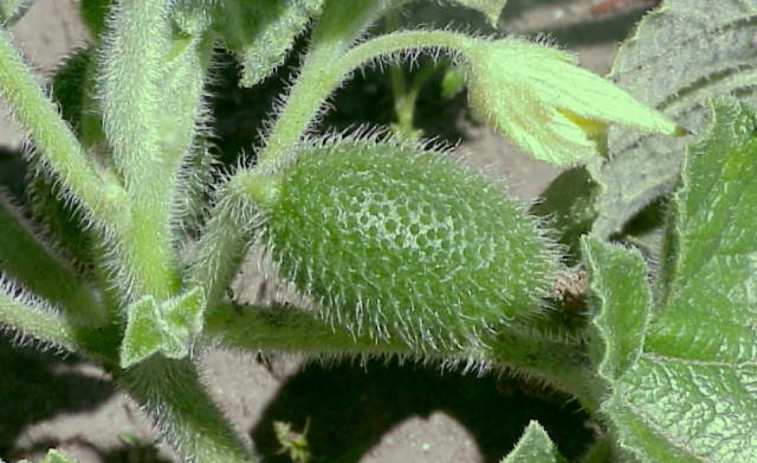 El mecanismo explosivo de una variante del pepino que lanza semillas a 70 km/h inspira desarrollos en biomedicina y robótica