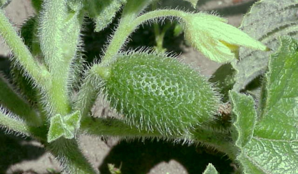 El mecanismo explosivo de una variante del pepino que lanza semillas a 70 km/h inspira desarrollos en biomedicina y robótica