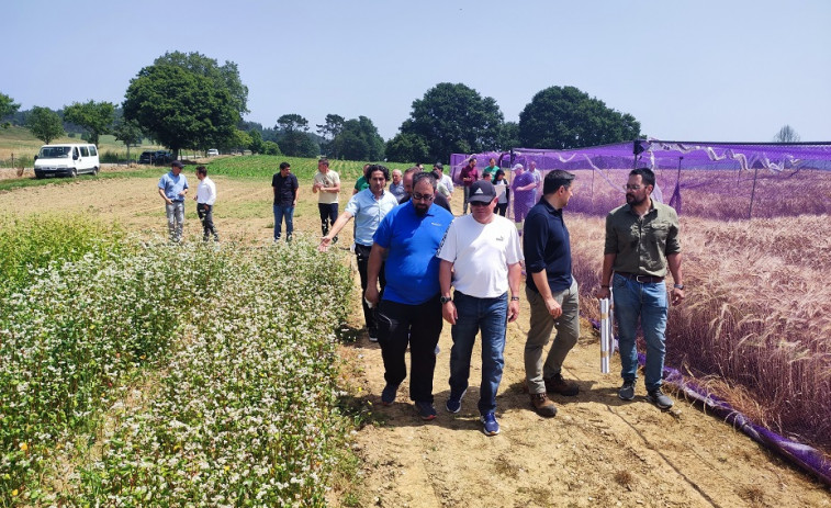 Medio Rural promueve la innovación en el cultivo de cebada cervecera en Abegondo
