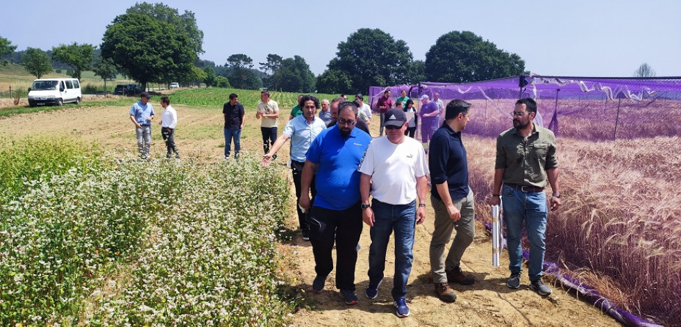 Medio Rural promueve la innovación en el cultivo de cebada cervecera en Abegondo