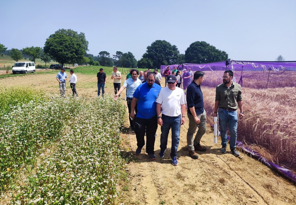 Medio Rural promueve la innovación en el cultivo de cebada cervecera en Abegondo