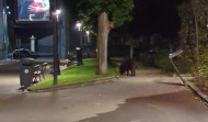 Un jabalí disfruta de la noche en los jardines de Méndez Núñez