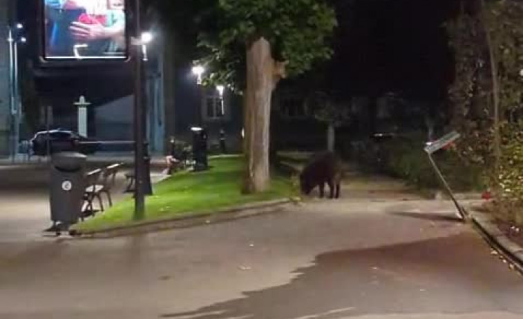 Un jabalí disfruta de la noche en los jardines de Méndez Núñez