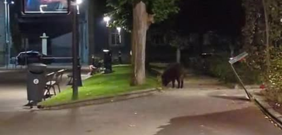 Un jabalí disfruta de la noche en los jardines de Méndez Núñez