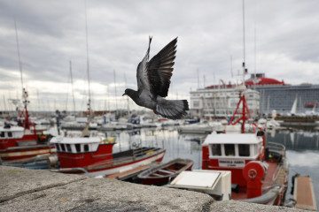 Una paloma alza el vuelo junto a varios barcos de pesca